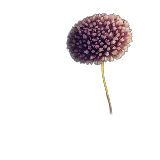 flower, crown, food, hair transparent PNG cut-out