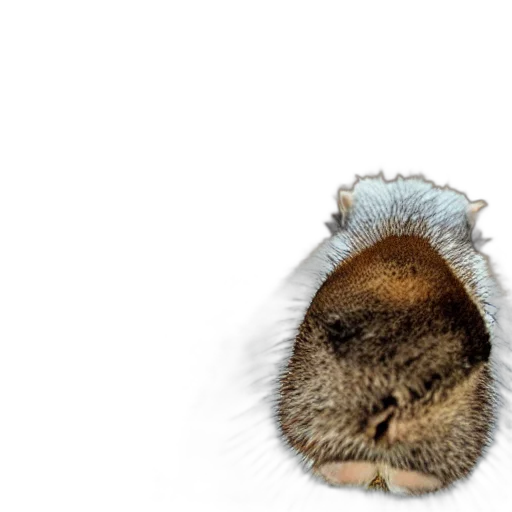 hat, animal, hair, staff transparent PNG cut-out