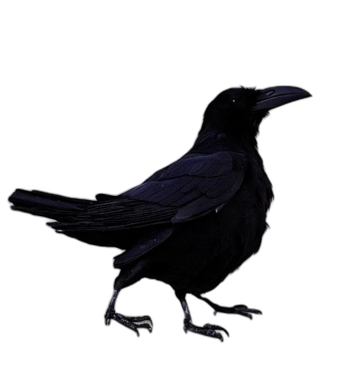 animal, creature, dress, staff transparent PNG cut-out