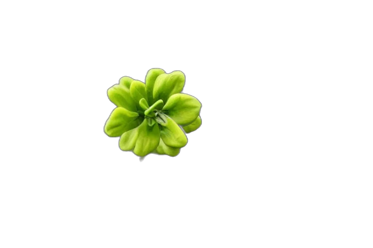 flower, crown, food, jewelry transparent PNG cut-out