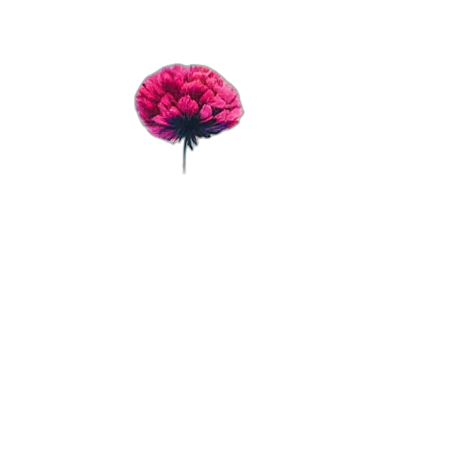 flower, crown, umbrella, hat transparent PNG cut-out