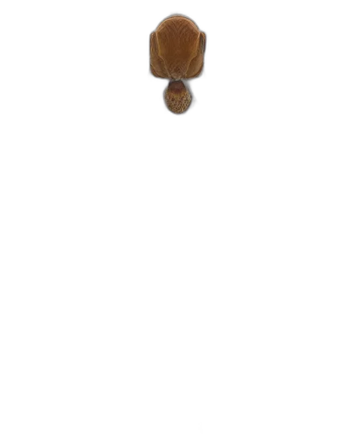 staff, hair, hat, animal transparent PNG cut-out