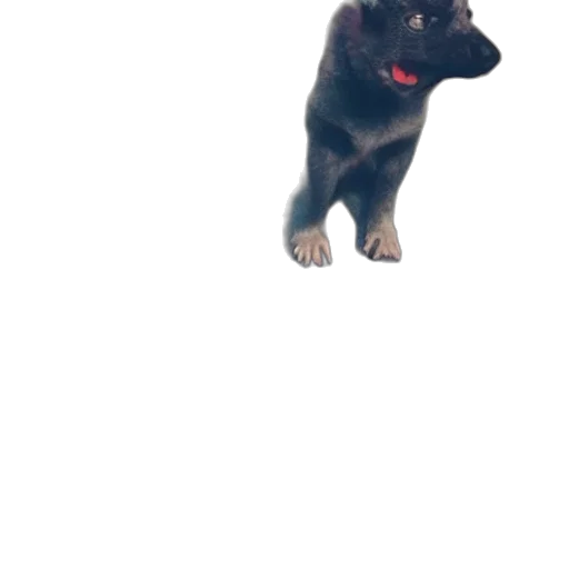 animal, creature, staff, weapon transparent PNG cut-out