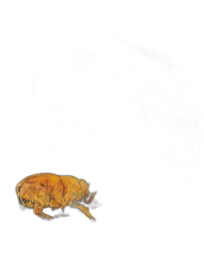 animal, creature, dragon, food transparent PNG cut-out