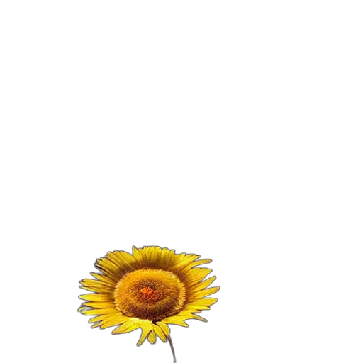 flower, umbrella, crown, dress transparent PNG cut-out