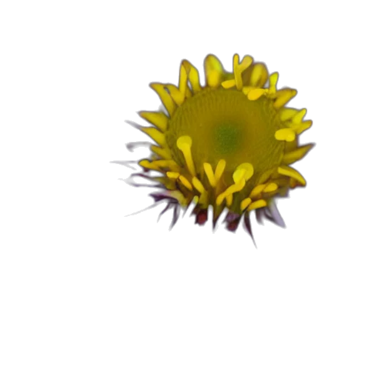 flower, crown, staff, jewelry transparent PNG cut-out