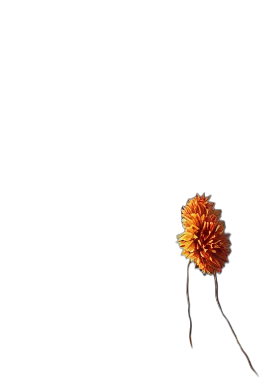 flower, hair, crown, food transparent PNG cut-out