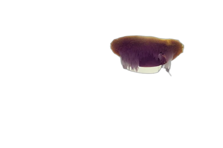 hair, hat, animal, creature transparent PNG cut-out