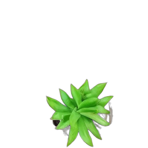 creature, tree, dragon, flower transparent PNG cut-out