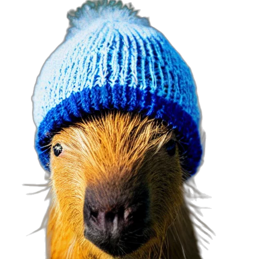 hat, animal, hair, creature transparent PNG cut-out