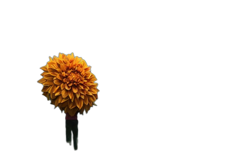 flower, umbrella, staff, crown transparent PNG cut-out