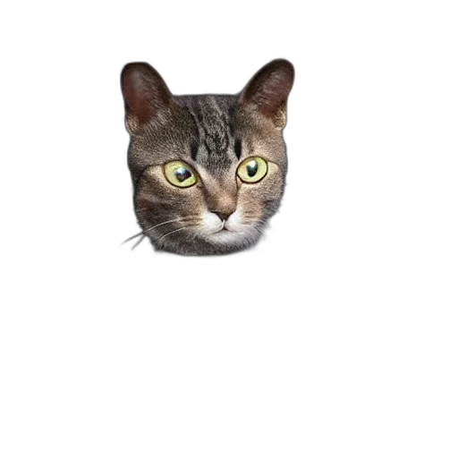 animal, face, creature, hat transparent PNG cut-out