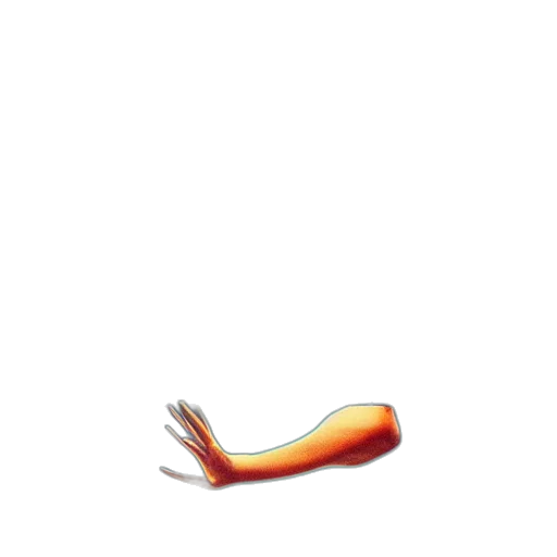 food, shoes, animal, hair transparent PNG cut-out