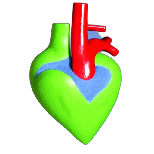 3d render, anatomically, correct, heart transparent PNG cut-out