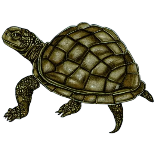animal, creature, photorealistic, 3d render transparent PNG cut-out