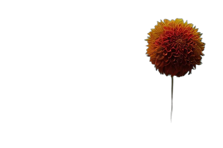 flower, staff, umbrella, hair transparent PNG cut-out