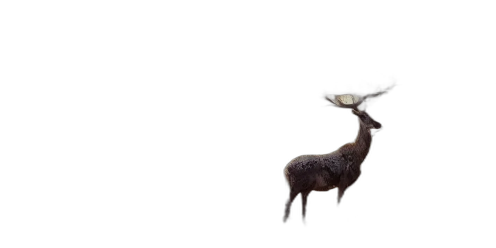 animal, creature, hat, crown transparent PNG cut-out