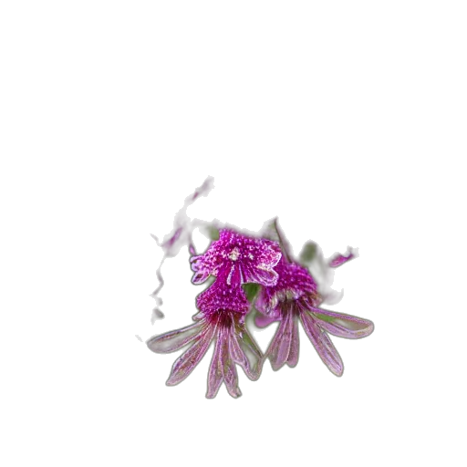 flower, jewelry, crown, hair transparent PNG cut-out