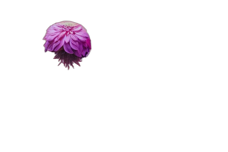 flower, crown, umbrella, hair transparent PNG cut-out