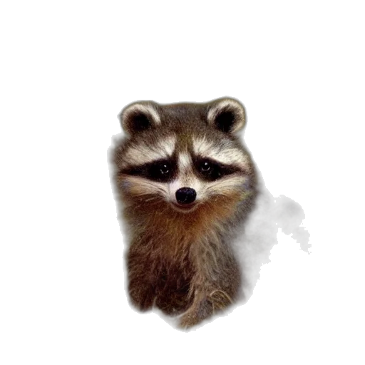 animal, creature, face, staff transparent PNG cut-out