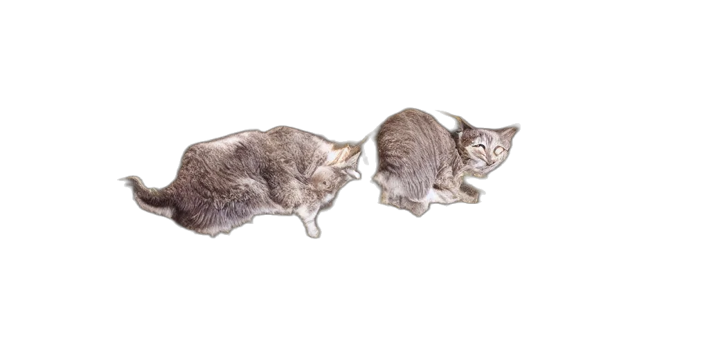 animal, hair, food, staff transparent PNG cut-out