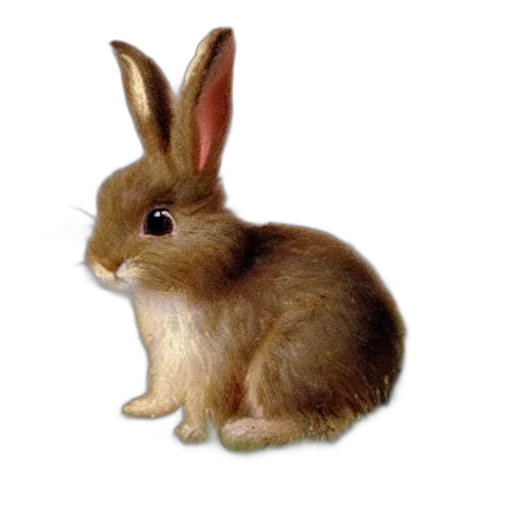 animal, creature, food, hair transparent PNG cut-out