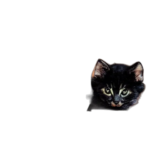 animal, face, creature, mask transparent PNG cut-out
