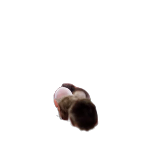 hair, creature, face, animal transparent PNG cut-out