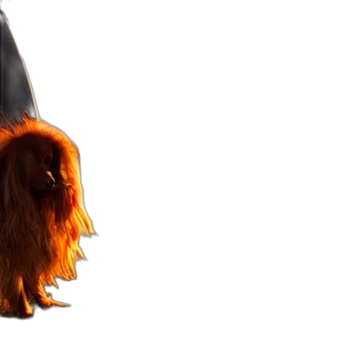 mask, hair, creature, hat transparent PNG cut-out