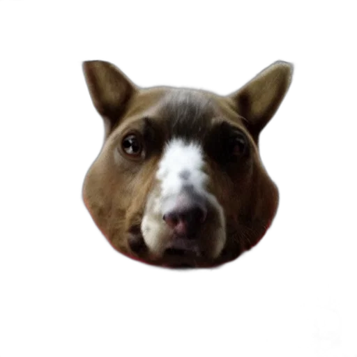 animal, face, creature, mask transparent PNG cut-out