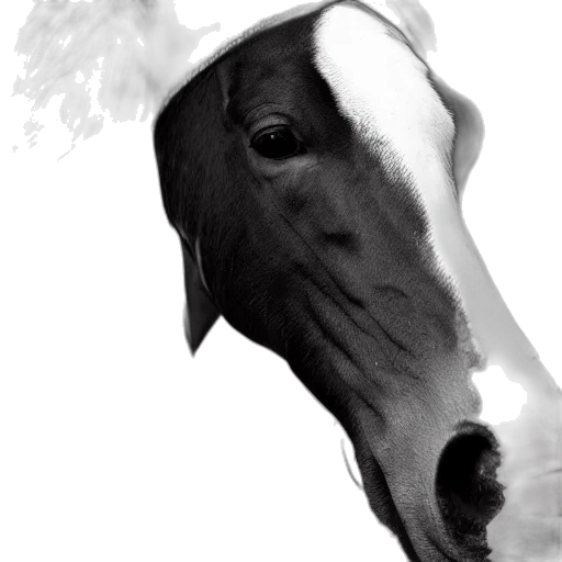 animal, hat, mask, face transparent PNG cut-out