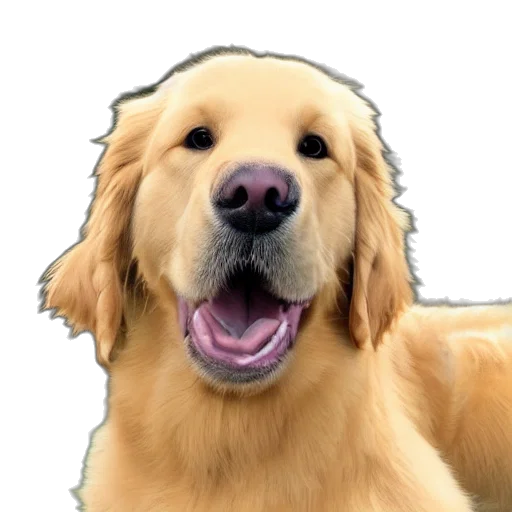 animal, face, staff, creature transparent PNG cut-out
