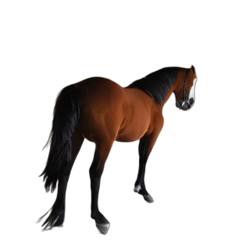 animal, creature, hair, hat transparent PNG cut-out