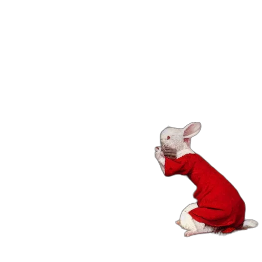 animal, dress, jacket, creature transparent PNG cut-out