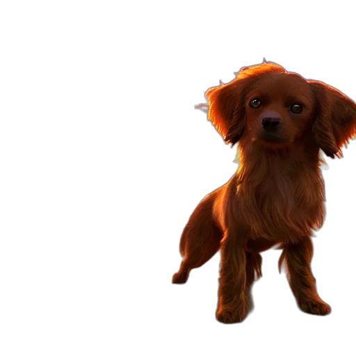 animal, creature, hair, staff transparent PNG cut-out