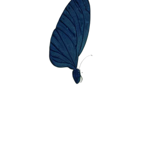 animal, creature, umbrella, flower transparent PNG cut-out