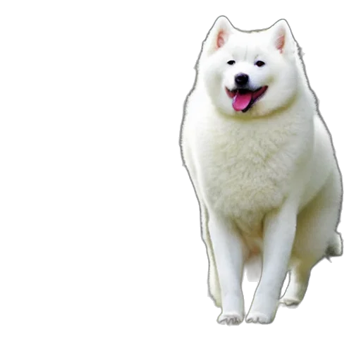 animal, creature, food, face transparent PNG cut-out