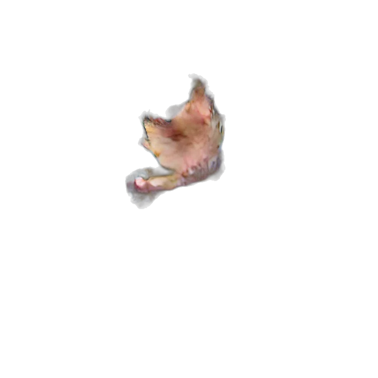 animal, jewelry, creature, food transparent PNG cut-out