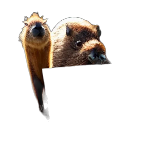 animal, creature, hair, staff transparent PNG cut-out