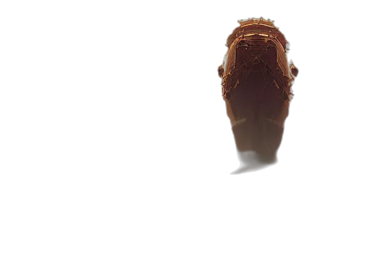 shoes, food, face, creature transparent PNG cut-out