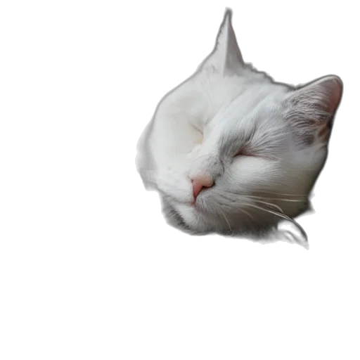 animal, face, creature, staff transparent PNG cut-out