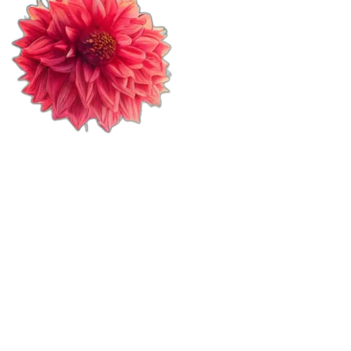 flower, crown, jewelry, staff transparent PNG cut-out