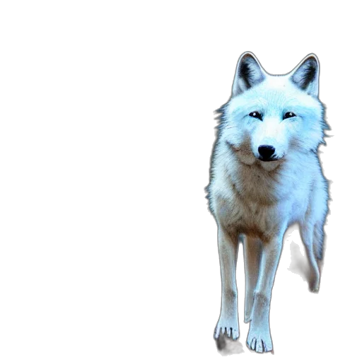 animal, creature, staff, face transparent PNG cut-out