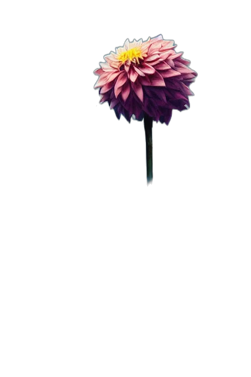 flower, umbrella, staff, crown transparent PNG cut-out