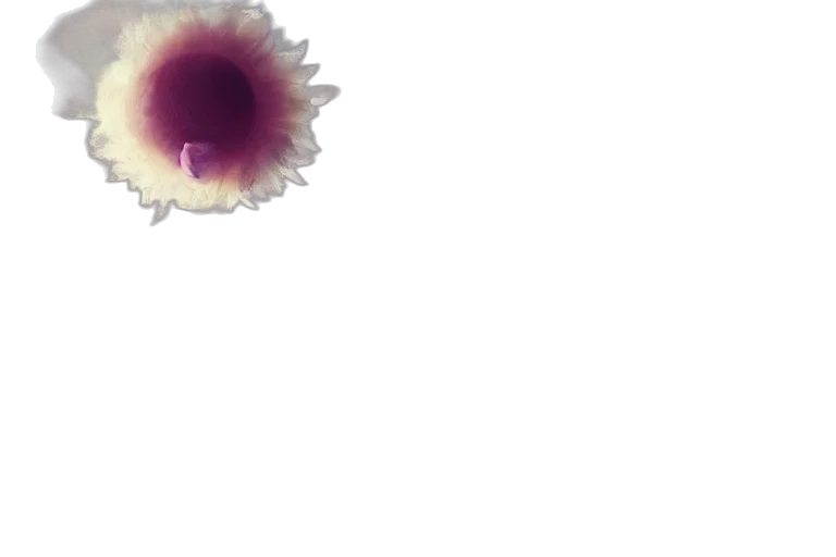 flower, hair, crown, creature transparent PNG cut-out