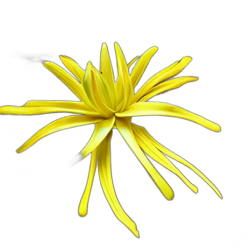 flower, crown, staff, jewelry transparent PNG cut-out