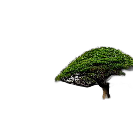 tree, hat, hair, crown transparent PNG cut-out