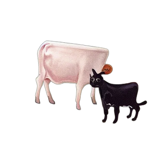animal, food, dress, creature transparent PNG cut-out