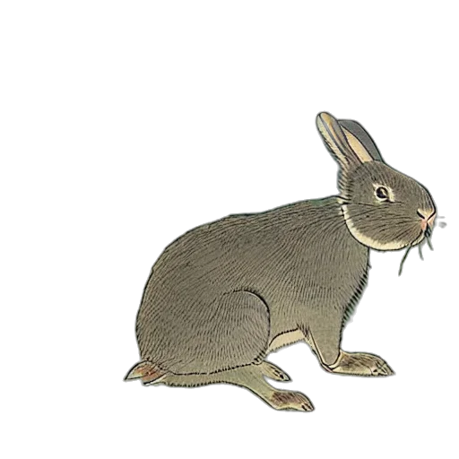animal, creature, weapon, hat transparent PNG cut-out