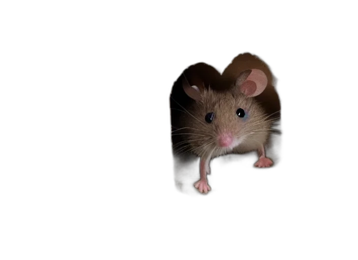animal, creature, hat, food transparent PNG cut-out